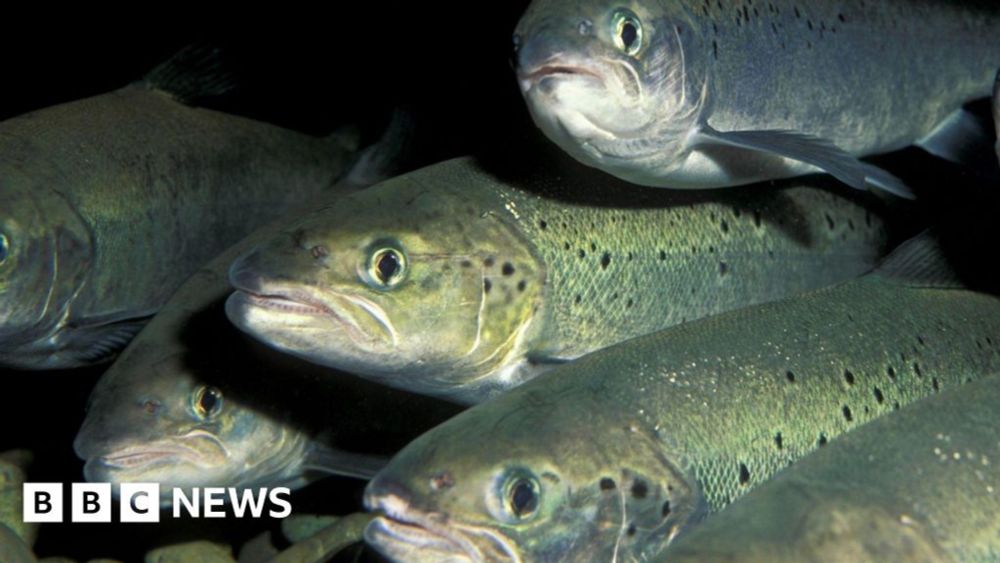 Up to 5,000 farmed salmon 'may have escaped' from farm' - BBC News