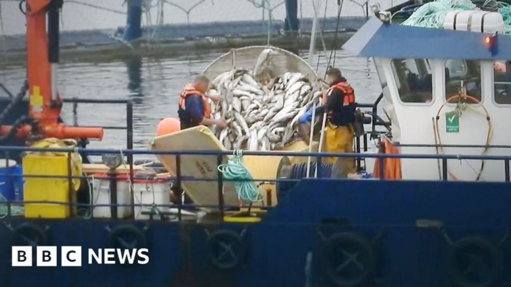 Fish farm 'removed tonnes of dead salmon' before visit by MSPs