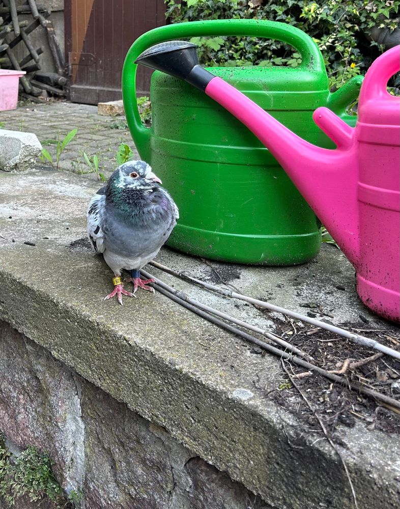 Die etwas munterer aussehende grau-weiße Taube schaut neugierig. Sie sitzt vor einer grünen Gießkanne auf einem Absatz.