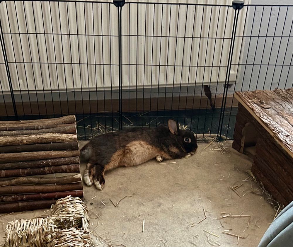 Ein schokoladenbraunes Kaninchen liegt entspannt im Gehege auf der Seite. Ein Ohr ist aufgerichtet, der hellere Bauch in Richtung Kamera gewendet. 