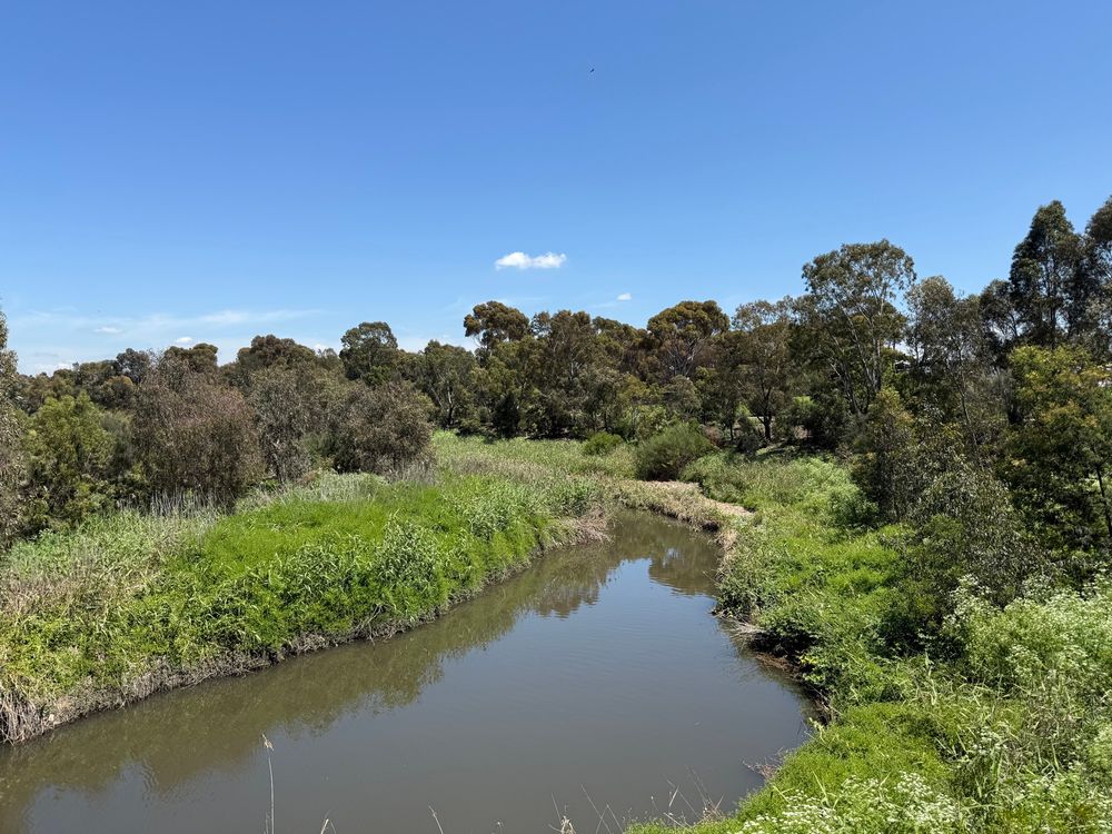 A muddy brown creek bordered by thick growth with plenty of relatively small gum trees behind. Blue skies with few clouds overhead. 