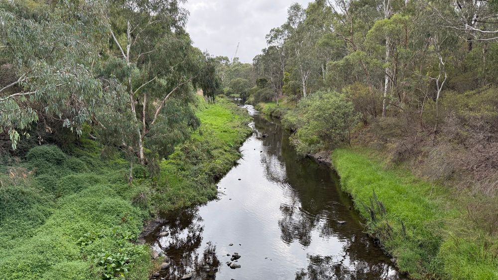 Merri Creek in the morning