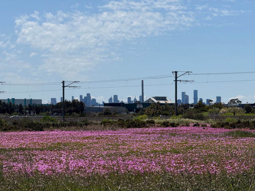 Pink flowers with the city in the distance