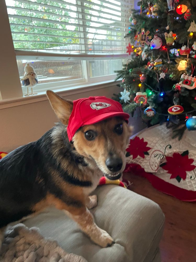 A corgi mix wearing a hat for the greatest modern dynasty in the NFL