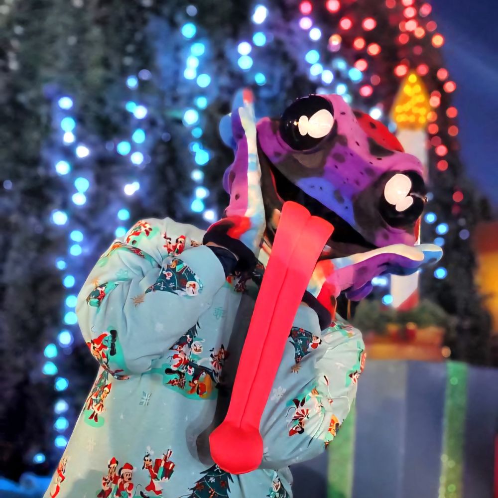 Festive Phrawg with Christmas lights in background 