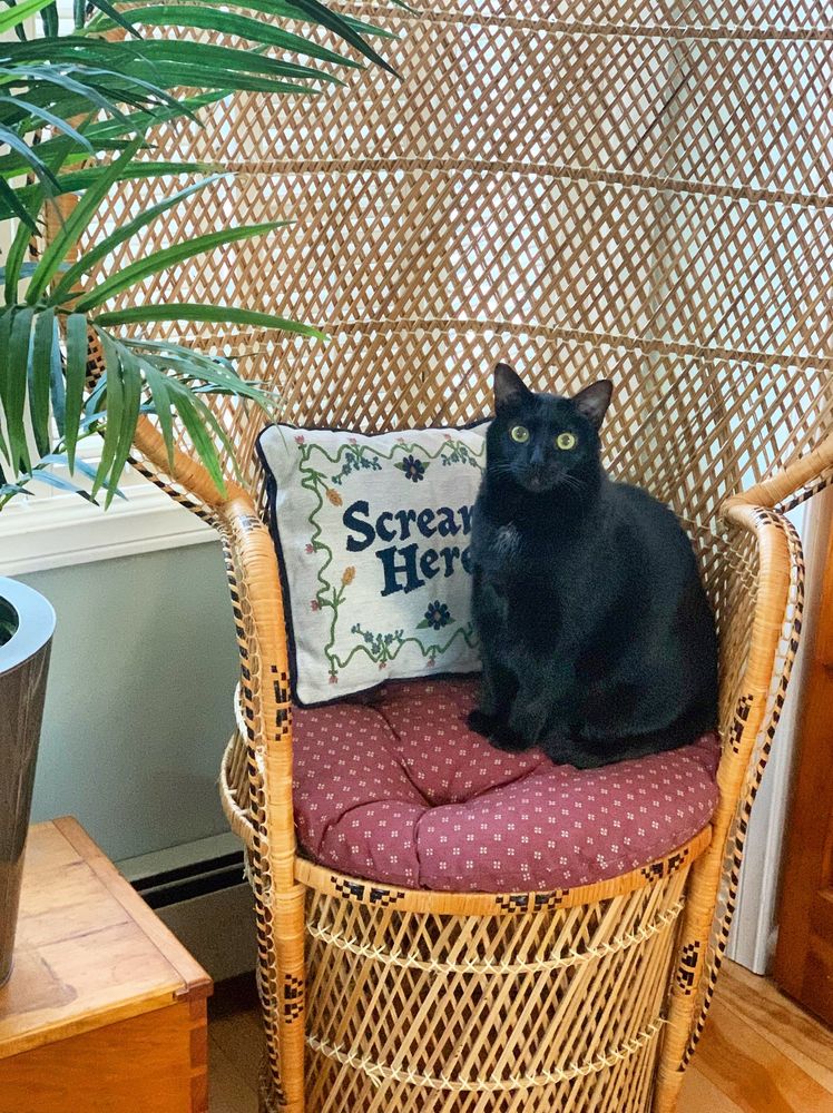 A small black cat sits alert on a wicker peacock chair with a dark pink polka dot cushion and an embroidered pillow with flowers and the text: “scream here”. On the left side of the image you can see the edge of a wooden crate and potted palm.
