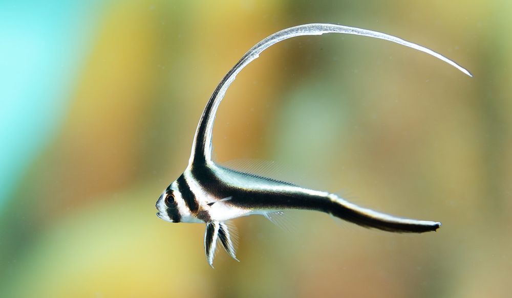 A tiny juvenile spotted drum fish, facing to the left, barred black and white with exceptionally long, trailing fins in an L or C shape