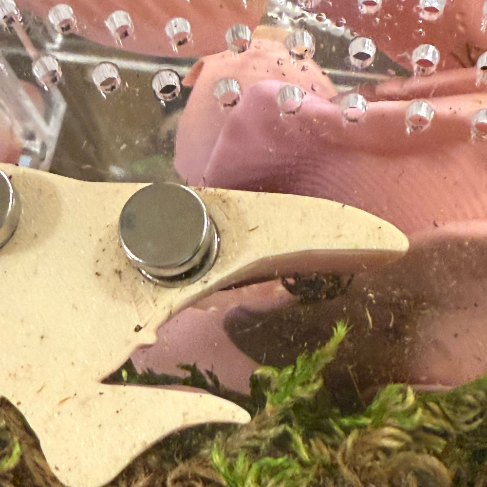 Phiddipus Morpheus - Dream Jumping Spider.  Her name is S’Mores