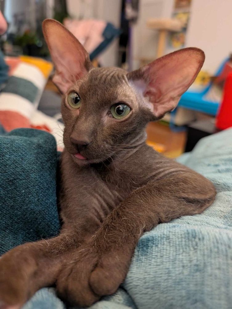 Picture of a brown, sphynx-like cat with huge ears like a bat and big green eyes. The cat is lying on a blanket looking at the camera. 