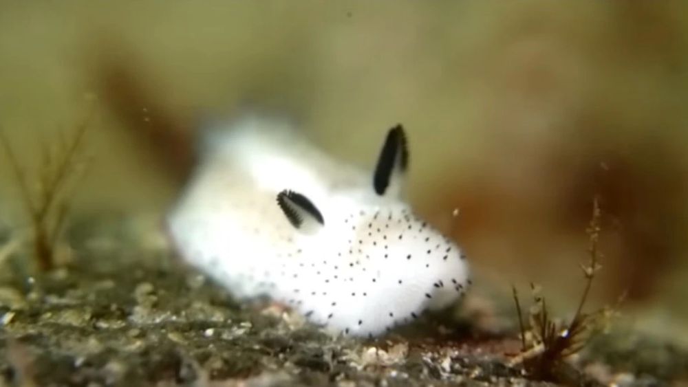 Photo of a small gastropod called the sea sheep that’s white and looks like a little bunny without eyes.