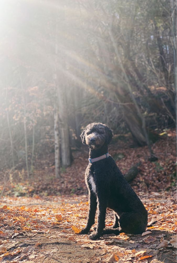 Photo of a black sheepadoodle dog standing on a trail full of dead leaves with the sunshine in her face. She looks regal and content, in her happy place.