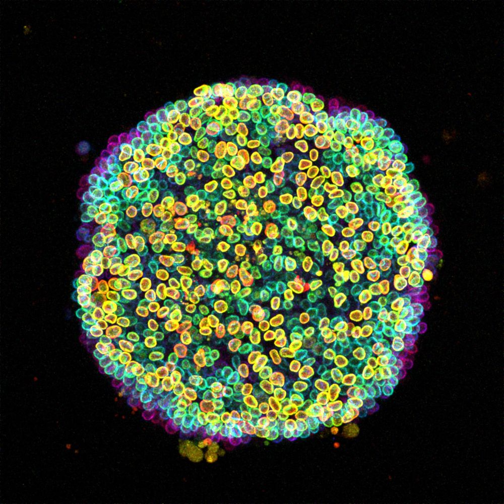 "Cell-estial bloom" Image from Özge Özgüç:
A ‘Cell-estial bloom’ of human induced pluripotent stem cells (hiPSCs) flourishes on a micropatterned island. This image presents a colony of live hiPSCs, with fluorescently labelled Lamin B delineating the nuclear lamina within each cell. Acquired with a Zeiss LSM 880 Airyscan microscope, this maximum intensity projection is enhanced with depth-coded coloring to reveal the captivating three-dimensional landscape.