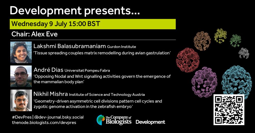 Development presents... Wednesday 9 July 15:00 BST, chaired by Alex Eve.

Talk 1: Lakshmi Balasubramaniam (Gurdon Institute)
‘Tissue spreading couples matrix remodelling during avian gastrulation’

Talk 2: André Dias (Universitat Pompeu Fabra)
‘Opposing Nodal and Wnt signalling activities govern the emergence of the mammalian body plan’

Talk 3: Nikhil Mishra (Institute of Science and Technology Austria)
‘Geometry-driven asymmetric cell divisions pattern cell cycles and zygotic genome activation in the zebrafish embryo’