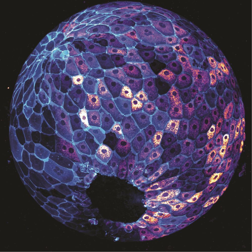 "Who’s active?" by Julia Peloggia de Castro:
The image depicts a zebrafish embryo at 9 hours post-fertilisation on a lateral view. Cells are stained with MitoTracker, which labels active mitochondria, and cell membranes are labelled in cyan with a EGFP transgenic membrane tag. Image was taken using a 20x objective on a spinning disk confocal microscope.