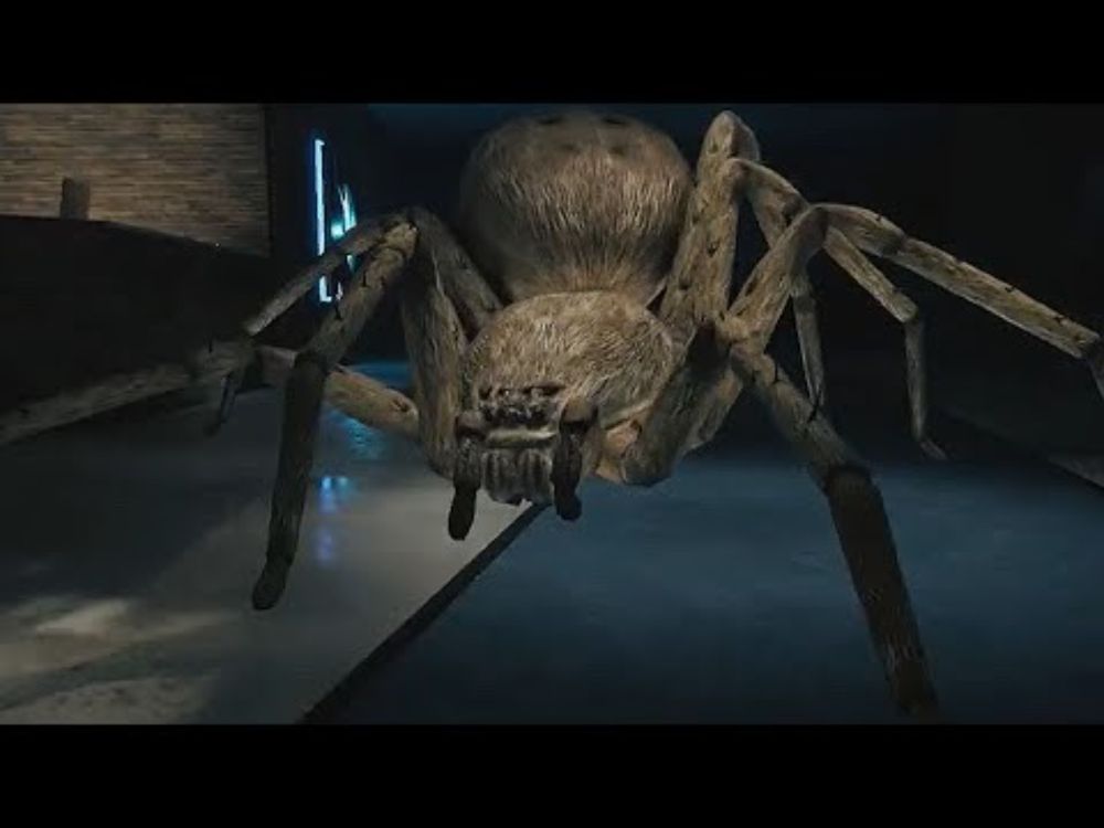 I have arachnophobia now | Huntsman