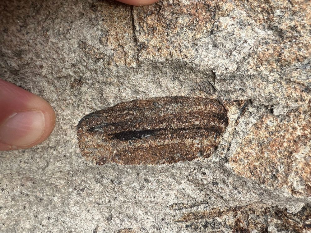 A close up of a stem, stick, or leaf fossil that appears to have parallel veins or grooves
