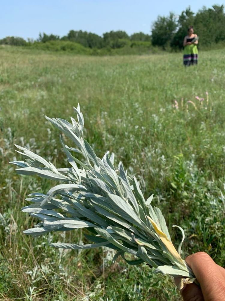 Sage harvesting 