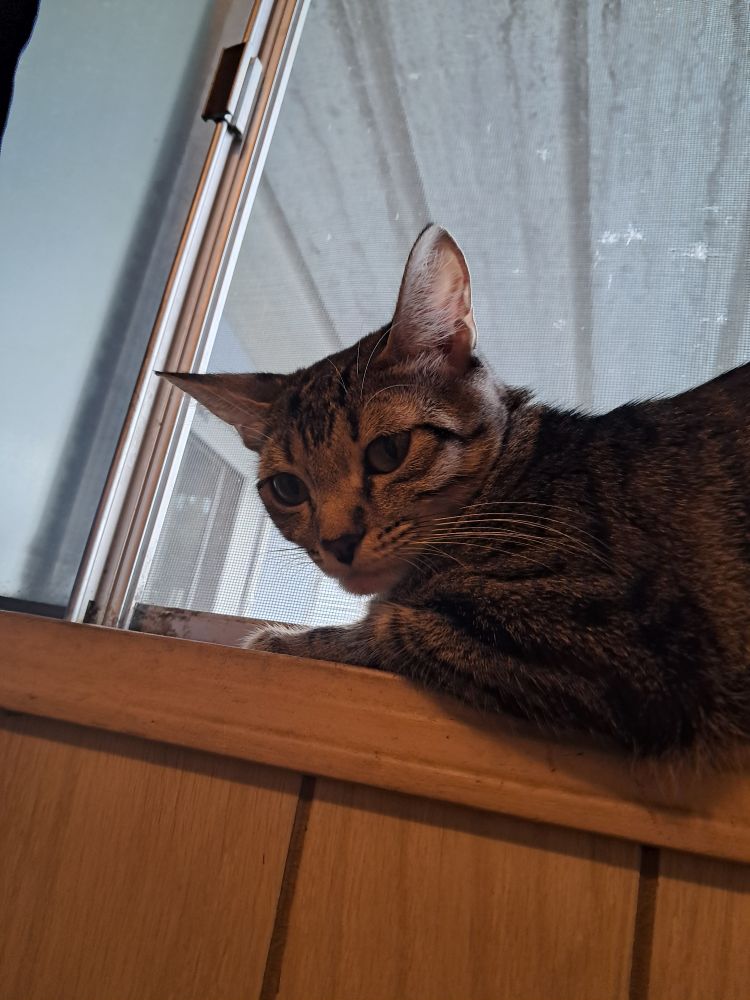 My tabby cat Niko, laying on the windowsill.