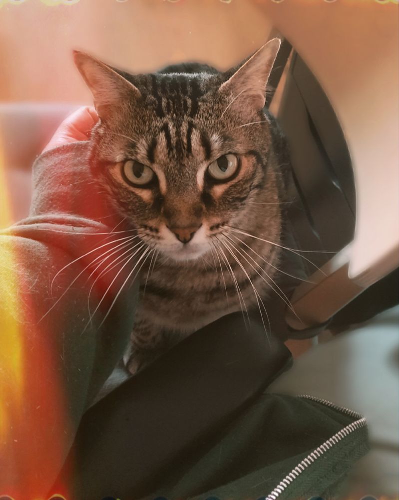 Un gato atigrado sentado en una silla al lado de mi silla, para recibir mimos a una altura correcta y de manera constante. La foto está editada con un programa para añadir líneas de luz y colores.