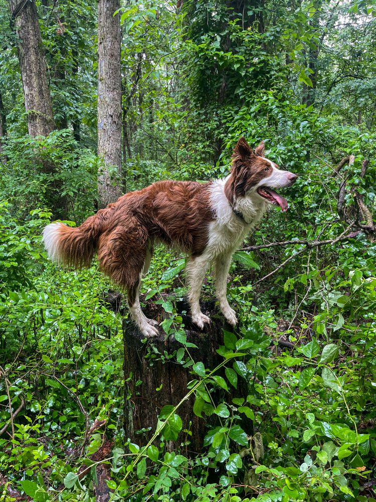Red & white border collie standing on a tree stump in a rainy forest.