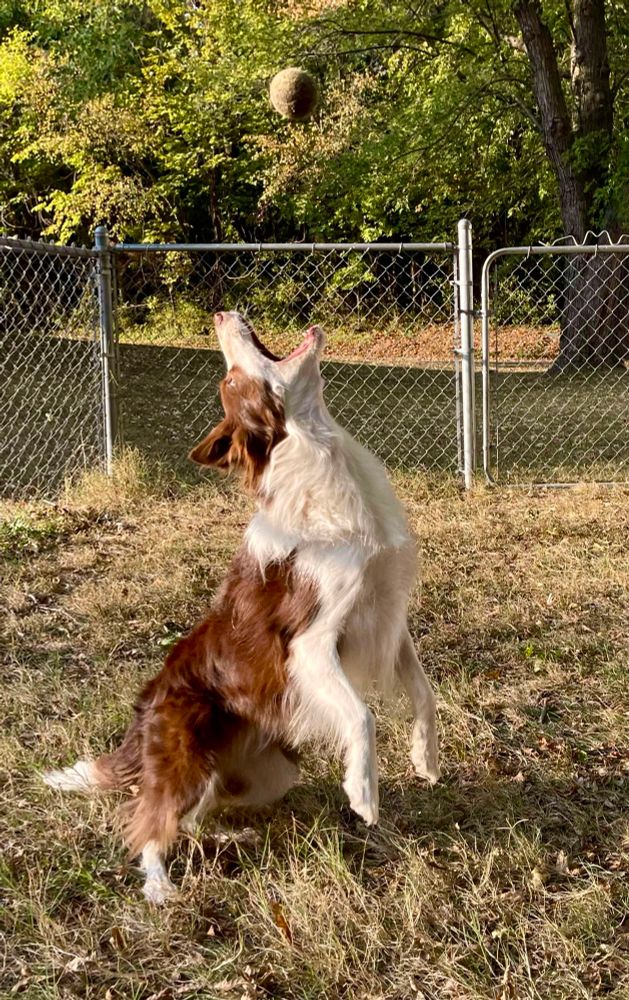 Red & white border collie jumping to catch a ball