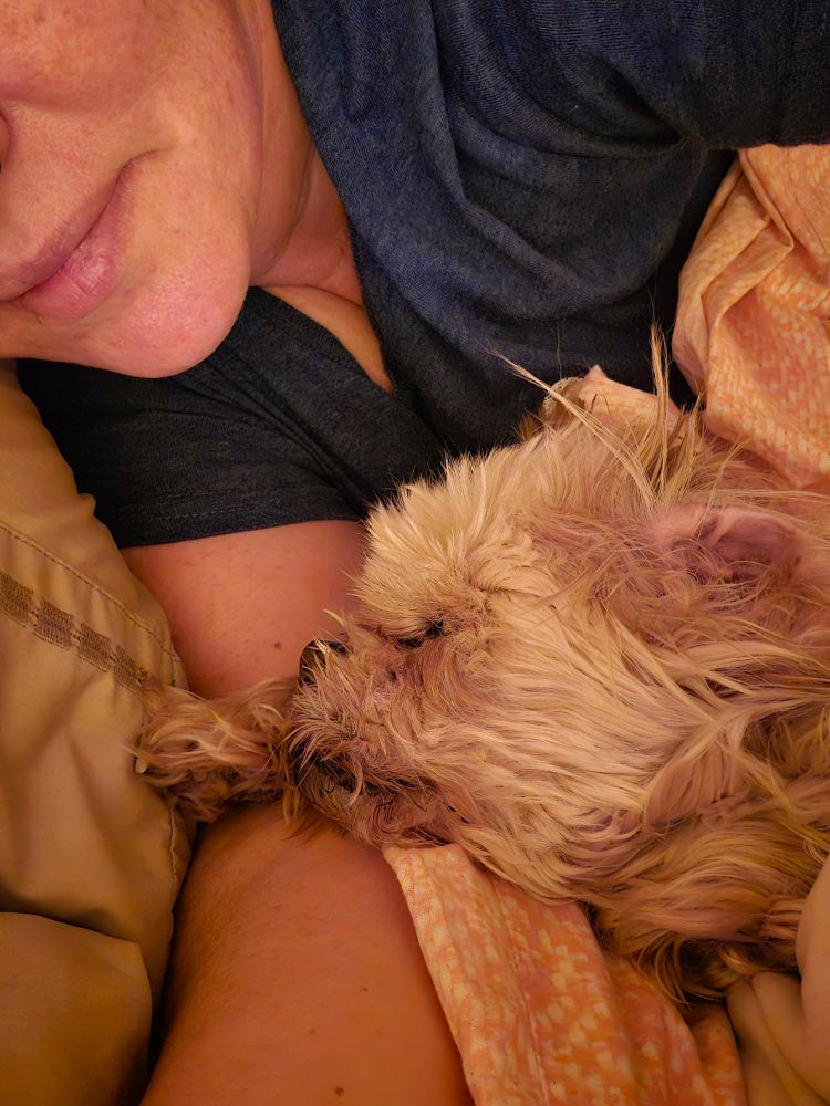 Small 17 year old senior dog sleeping in the crook of my elbow.