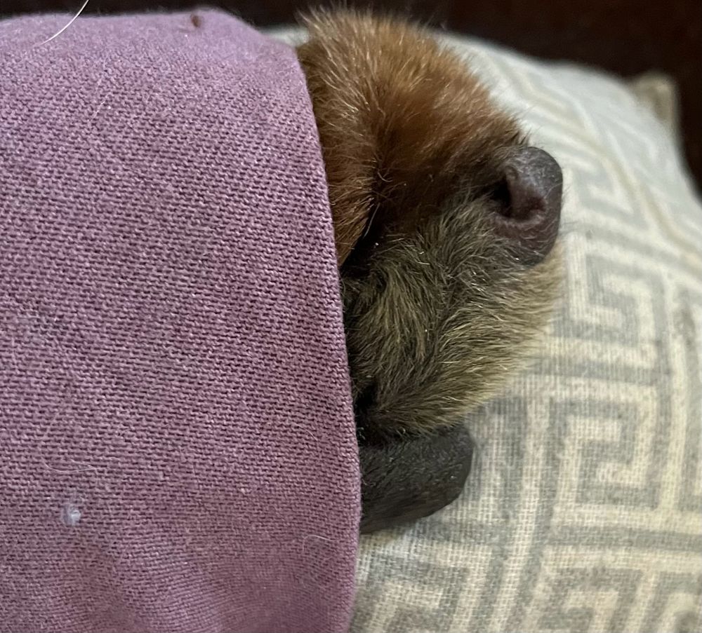grey-headed flying-fox on roll, wrapped with a purple cloth. His head is tucked in and you can see one closed eye and an ear. 