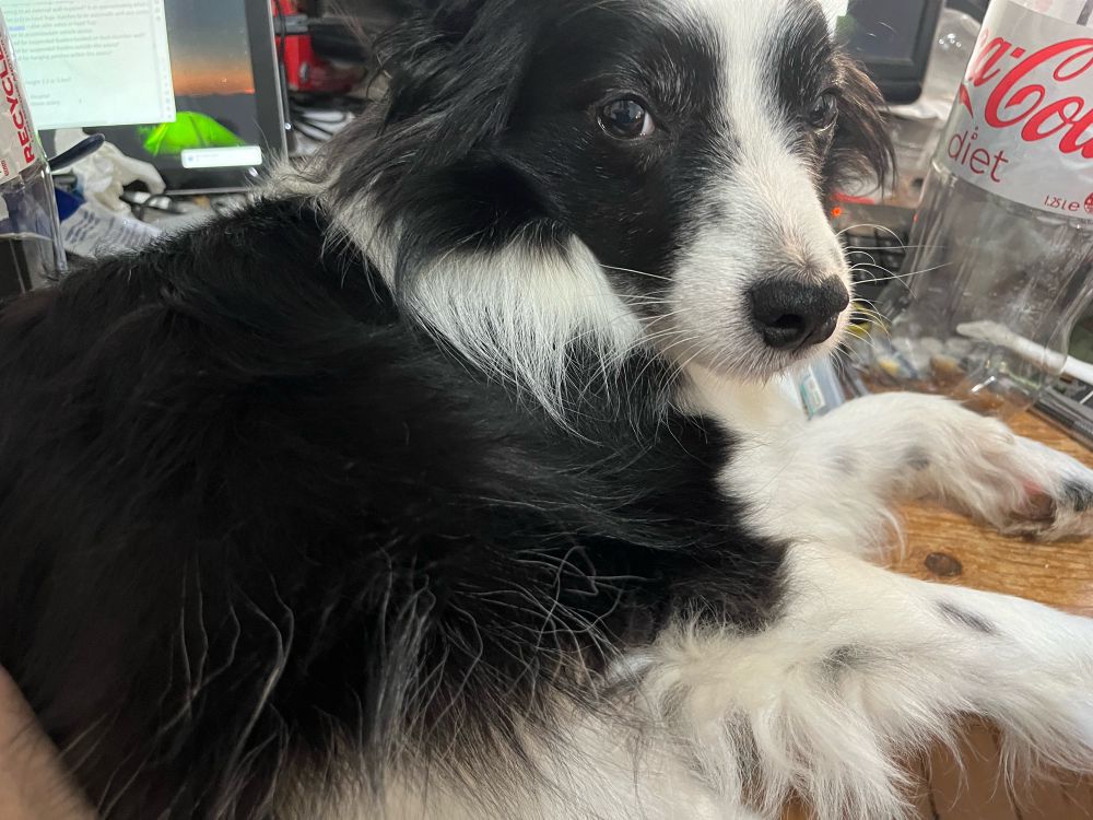 Small black and white dog with long hair and prick ears. He is sitting on the table preventing me work.