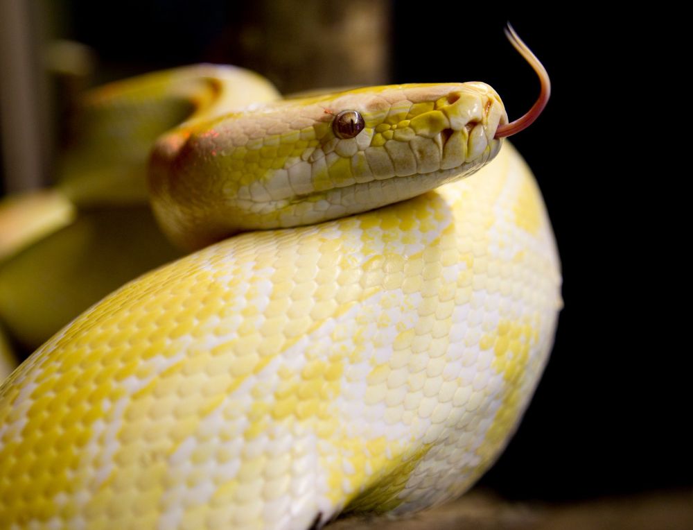 Python