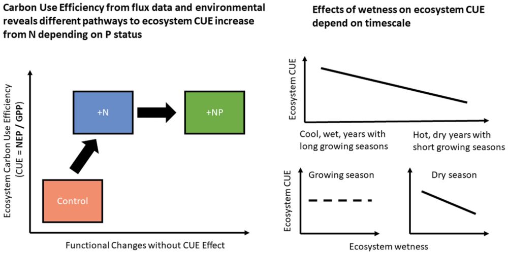 Nitrogen availability and summer drought, but not N:P imbalance, drive carbon use efficiency of a Mediterranean tree‐grass ecosystem