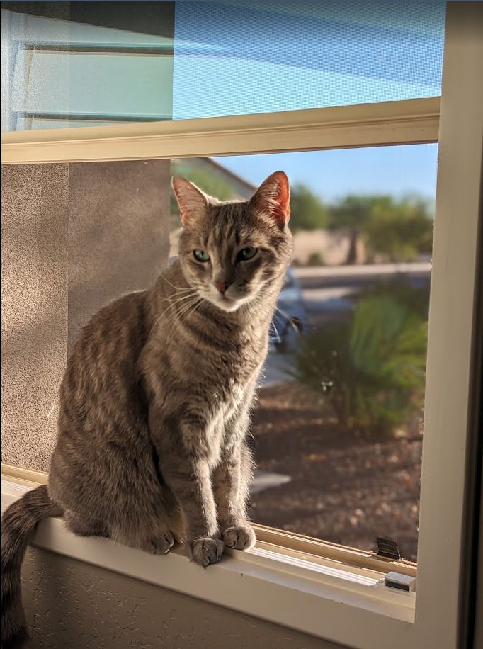 Grey Cat Oliver sitting in open window smelling fresh air from outside.