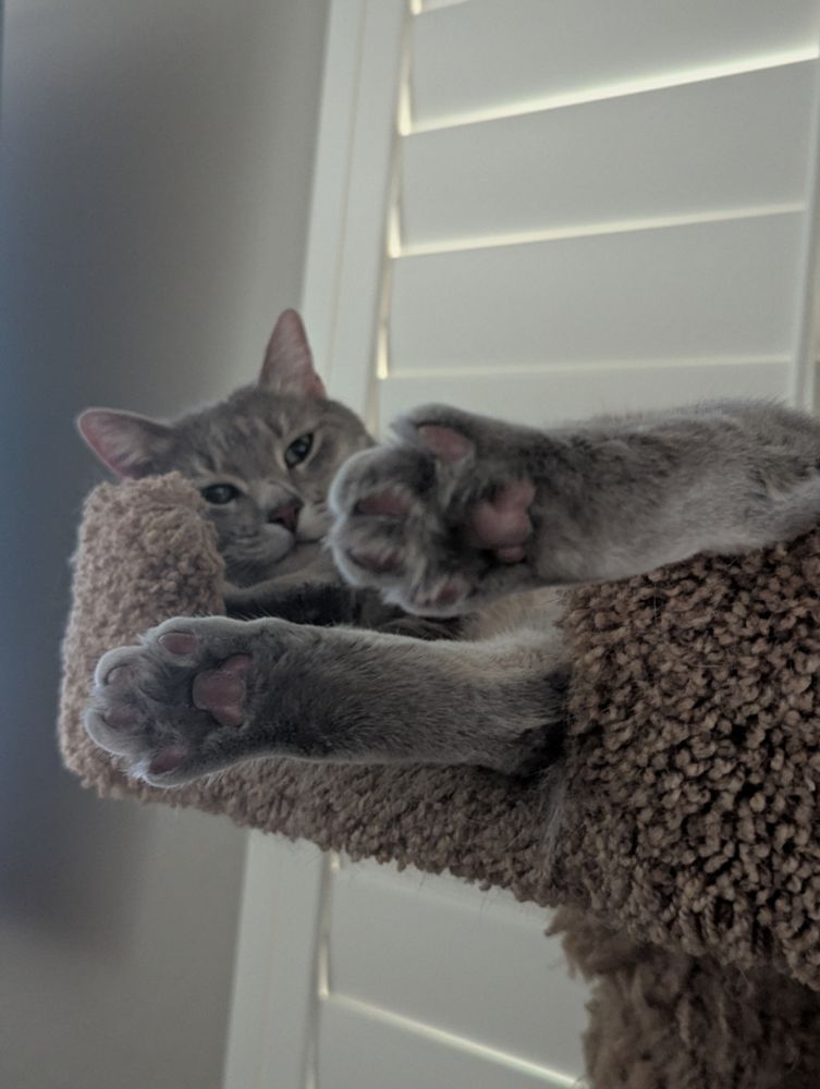 Oliver the Grey cat with feet in foreground and face in background on a cat tree