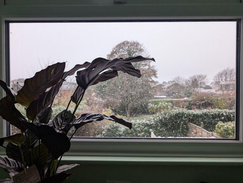 House plant in front of window with snowy background 