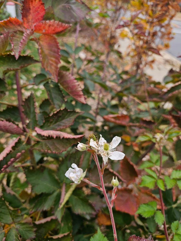 Blackberry blossoms with fall foliage 