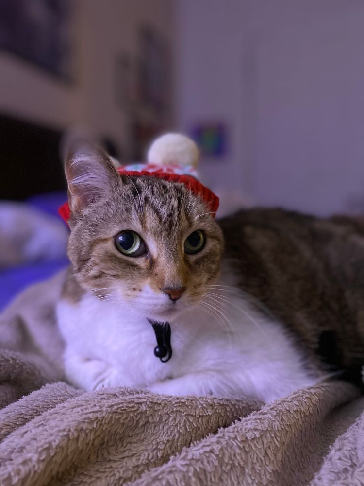 A fat tabby with white undersides in a festive holiday hat looks at the camera