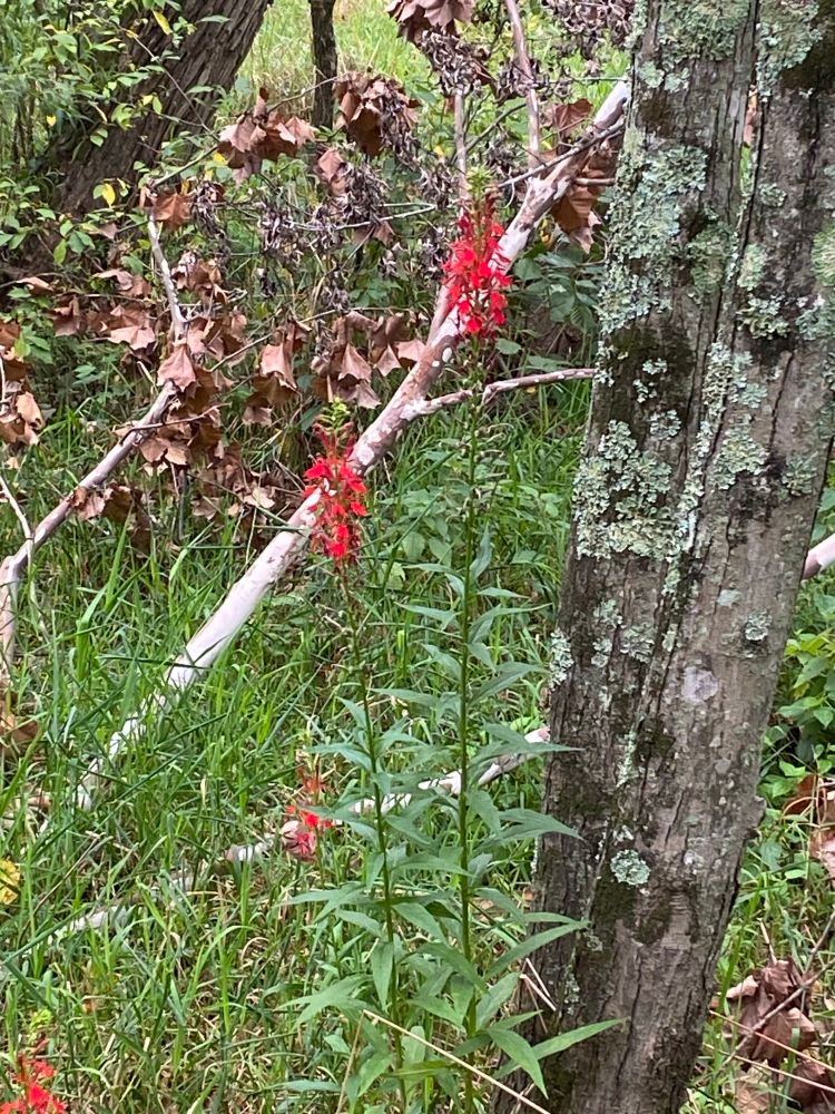 Red flowers on a nature trail 