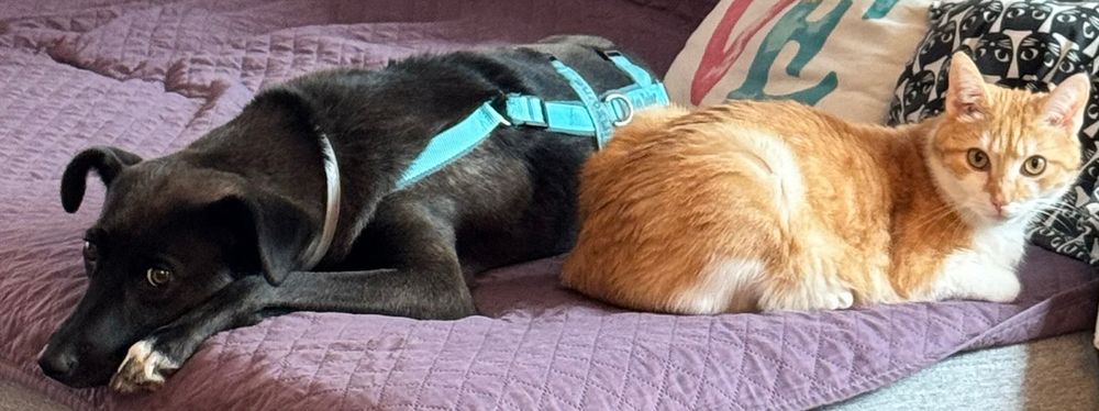 Eine schwarze Hundin und eine rot-weiße Katze chillen miteinander auf einer lilanen Couch. Sich liegen mit dem po aneinander und schauen in verschiedene Richtungen. Die Hündin trägt ein blaues Geschirr 