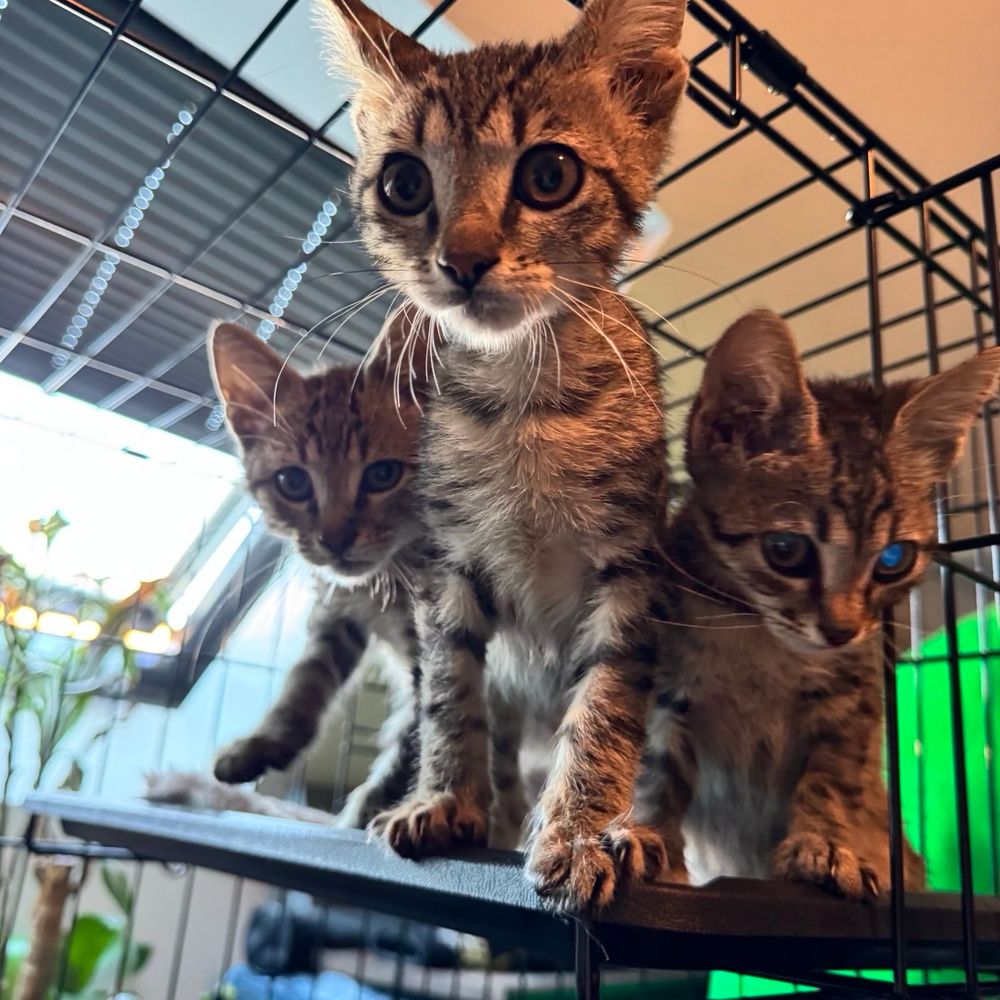 Die drei kleinen Katzen Babys sind heute genau 2,5 Monate. Sie sind braun getigerte mit kleinen Flecken. die es geschafft haben sind jetzt aus Zadar bei uns seit letzten Sonntag. Noch bis nächste Woche sicherheitshalber im schwarzen Quarantänekäfig, aus dem sie neugierig herausschauen. danach kommen sie mit den drei anderen zusammen die wir natürlich auch noch ungeplant aufgenommen haben. Im Hintergrund des Käfigs ist unscharf ein schräges Dachfenster mit grauen Plissee zu sehen. Links unten eine kleine Palmenartige Pflanze rechts ein grünes Stofftier 