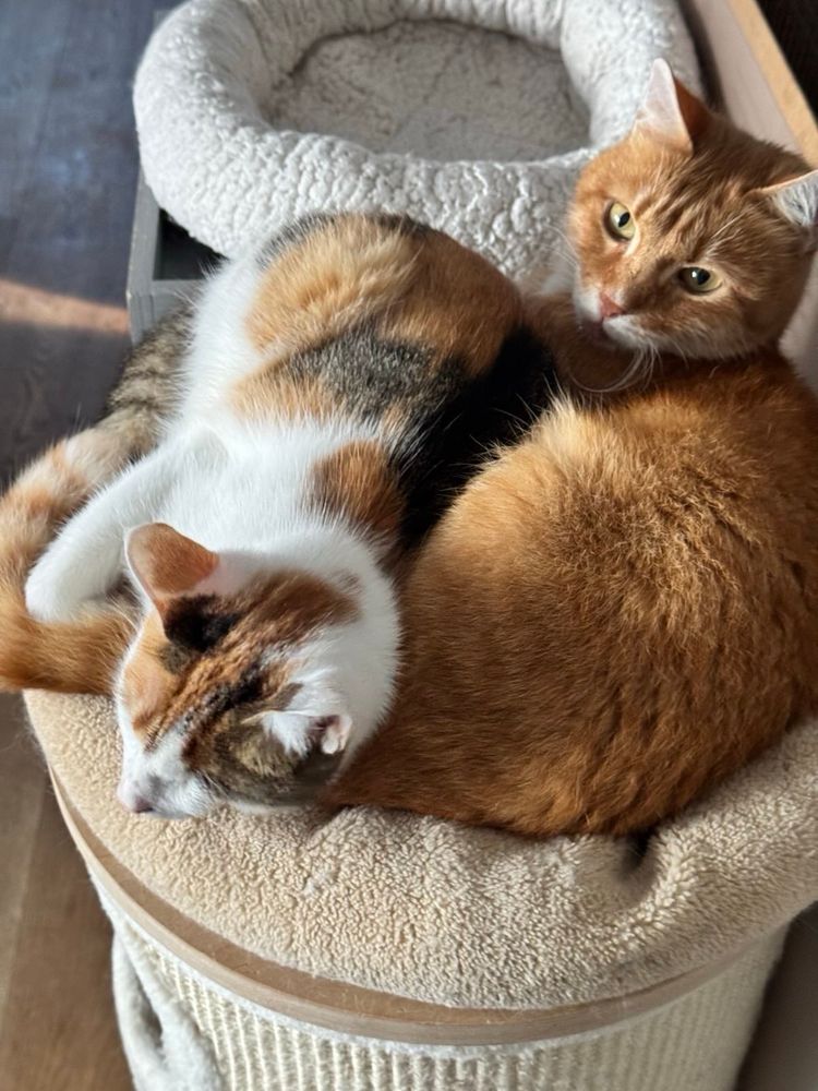 Auf einer beigen katzentonne liegt Gandalf, ein rot-weiß getigerter Kater und An ihn gekuschelt Toni eine kleine junge Glückskatze. Beide sind gute Freunde. Gandalf schaut in die Kamera und Toni liegt mit ihrem Kopf auf gandalfs Schwanz 