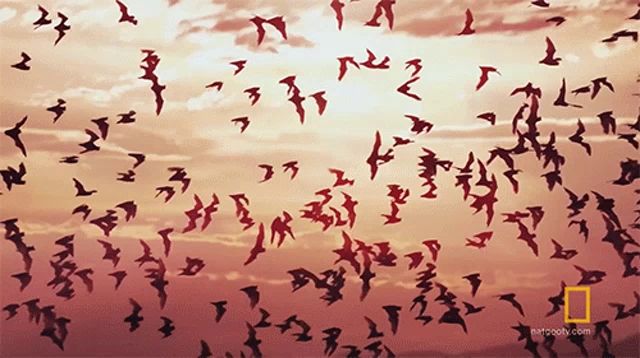 a large flock of birds flying in the sky with a national geographic logo on the bottom