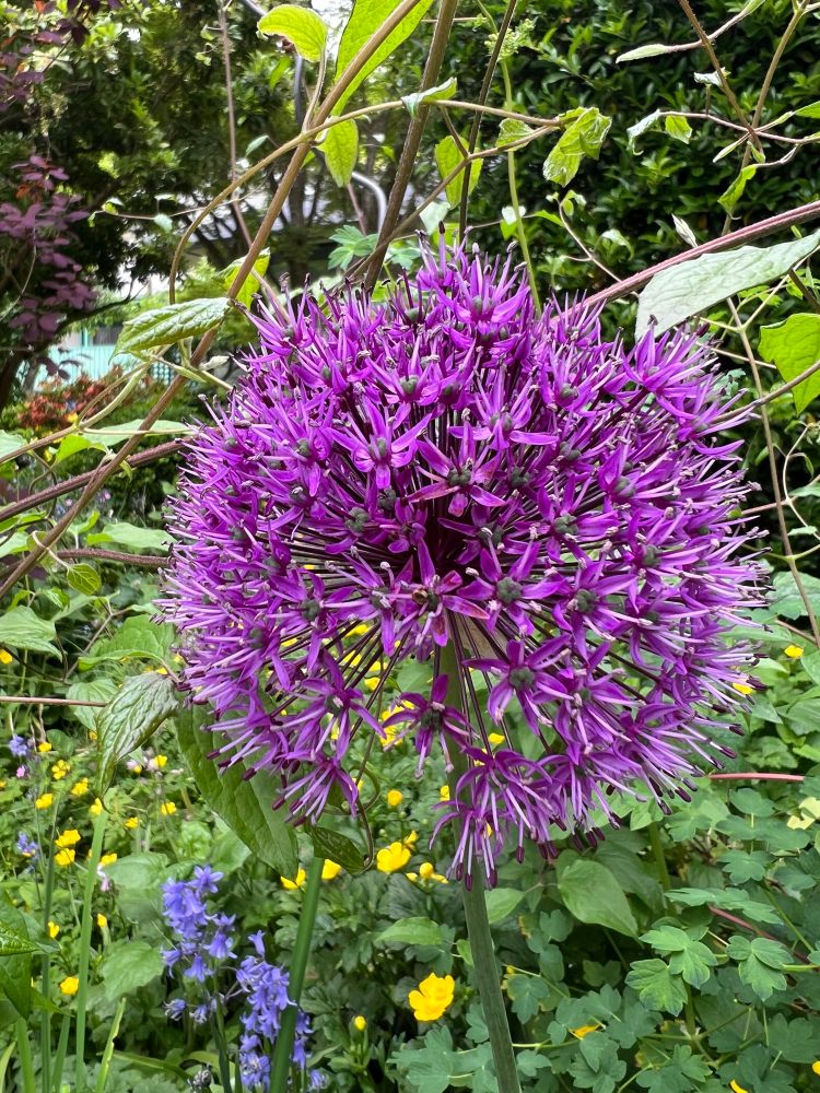 A photo of a giant allium or giant onion, a purple flower