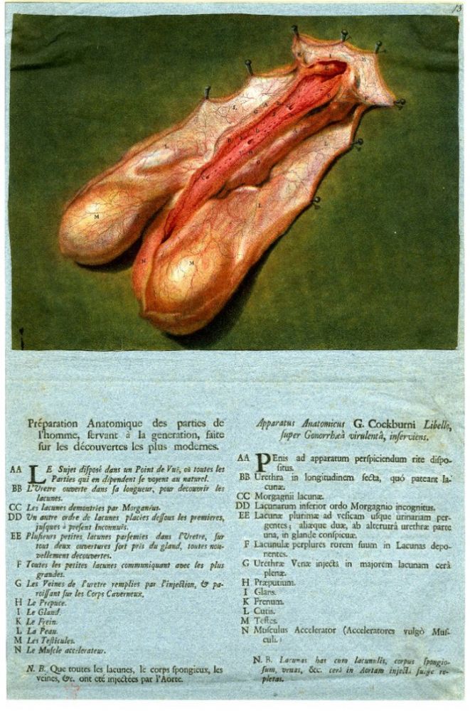 In 1721 Le Blon issued a separate print depicting the male sexual organs entitled Préparation anatomique des parties de l’homme, servants a la generation, faites sur les decouvertes les plus modernes. 