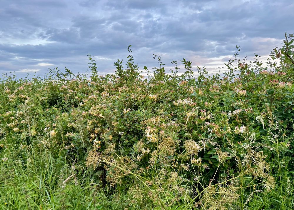 A chaotic hedgerow with long rough grass in front. It is full of creamy white pink-tinged honeysuckle flowers. The sky is a jumble of pale pinkish grey clouds.