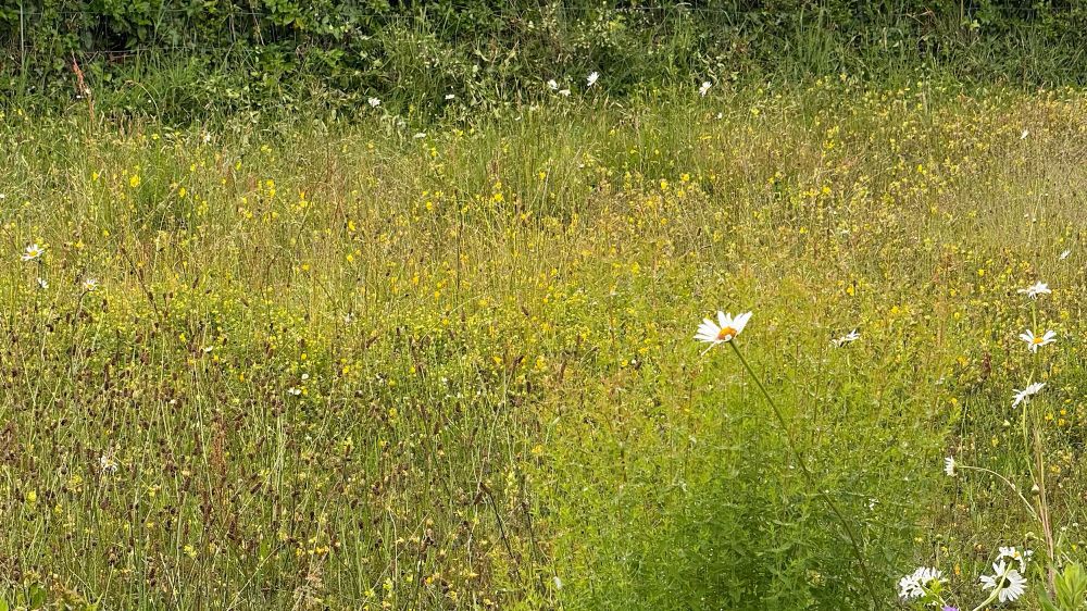 Looking across a mass of grassy greenery speckled with lots of tiny yellow flowers and some larger daisy type flowers