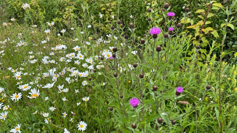 A mass of greenery and flowers. To the left there are tall daisy-like flowers with long white petals and yellow centres. To the right are some tall plants with purple thistle-like flowers.