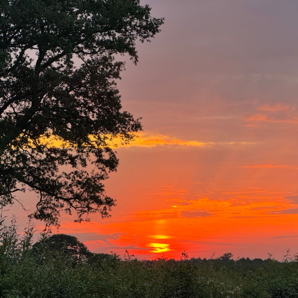 A vivid sunset of deep oranges, reds and yellow. There are some crepuscular rays fanning out from a very low, bright yellow, sun. It looks blurred and there are a few streaks of cloud over it. To the left are the branches of a large tree in silhouette and there is the leafy top of a hedge in the foreground.