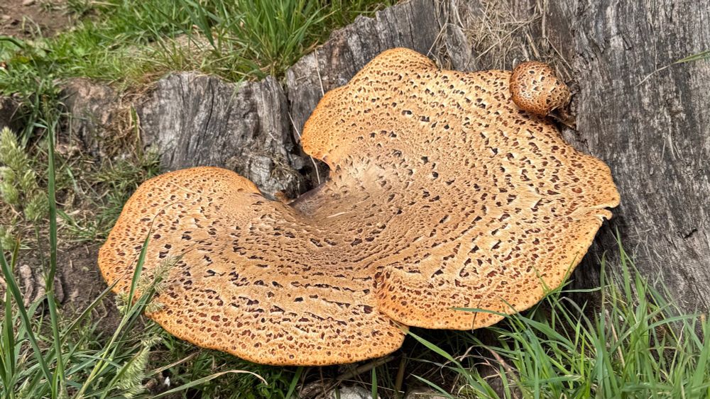 A large bracket fungus on an old, wide tree stump that has been cut close to the ground. Grass is growing on top of it and around it. The fungus is like a large pale brown wonky dinner plate decorated with darker rings of dots and dashes.