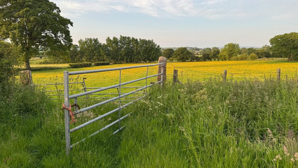 Long grass in the foreground, a fence and a metal farm gate standing open. The grassy field is bright end by masses of yellow buttercups covering the whole area. There are trees in the background. The sky is pale blue with some white cloud.