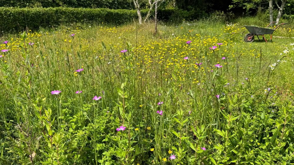 Looking across a garden which is full of grasses and yellow flowers. Tall Corncockle with pink flowers in the foreground, a few large white daisies, and a low hedge in the background. Top right of the photo stands a grey metal wheelbarrow with an orange wheel.