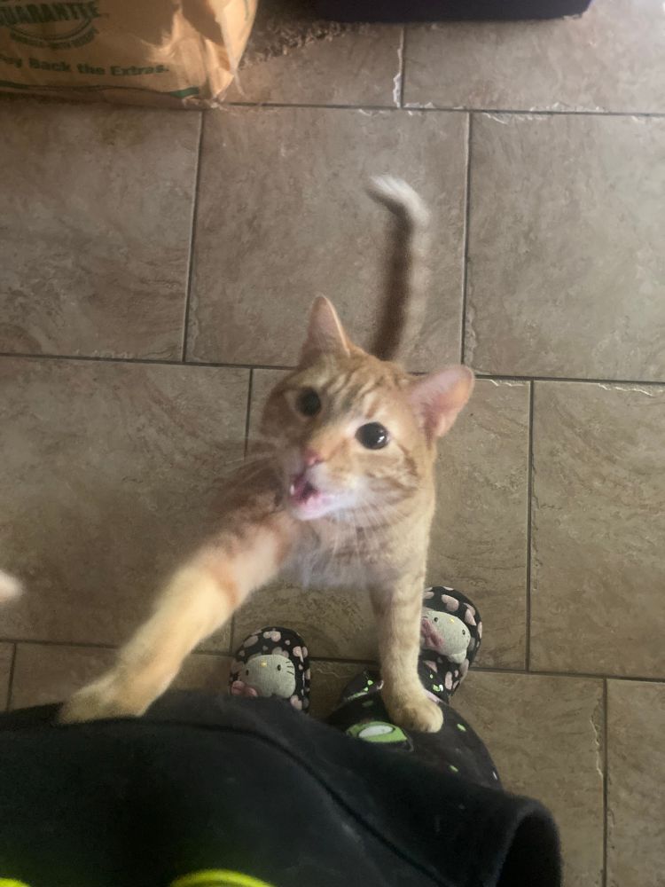 chuck, an orange tabby cat, paws at me demanding off-screen food. his mouth is open as he yells